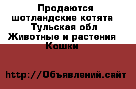 Продаются шотландские котята - Тульская обл. Животные и растения » Кошки   
